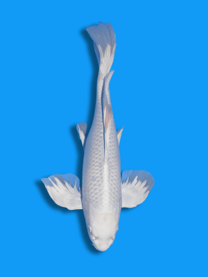 Butterfly Platinum | Koi&Co.